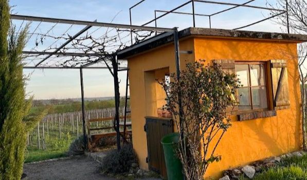 Vandalismus in Undenheimer Weinbergen