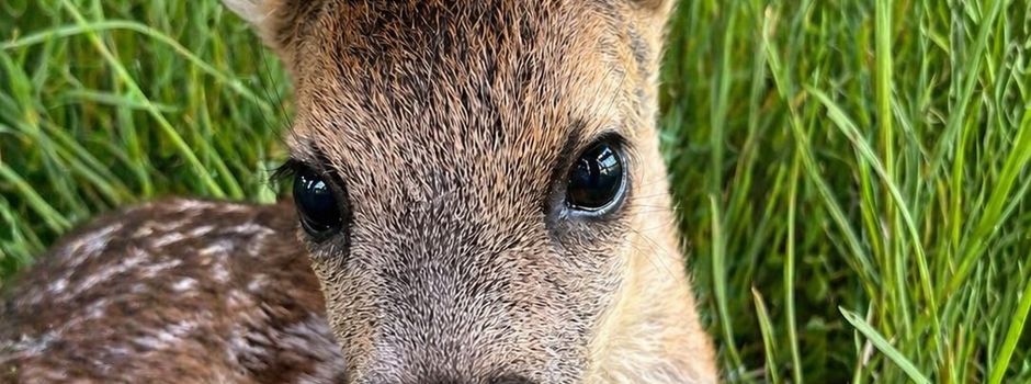 Hunde bitte an die Leine