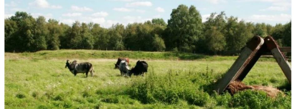 Bildervortrag Weideprojekt Großes Moor