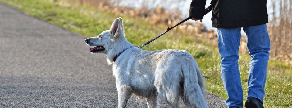 Hinweis zur Brut- und Setzzeit: Leinenpflicht für Hunde