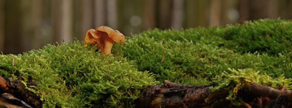 Pilze des Frühsommers kennenlernen