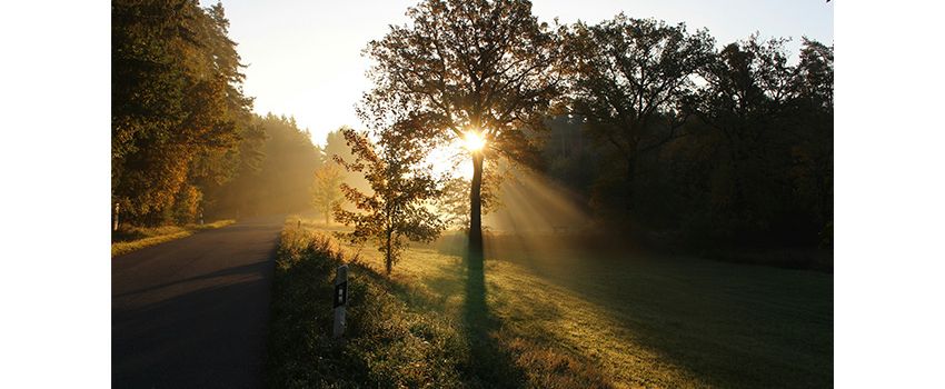 Stadt bittet Bürger um Mithilfe bei der Bewässerung von Straßenbäumen