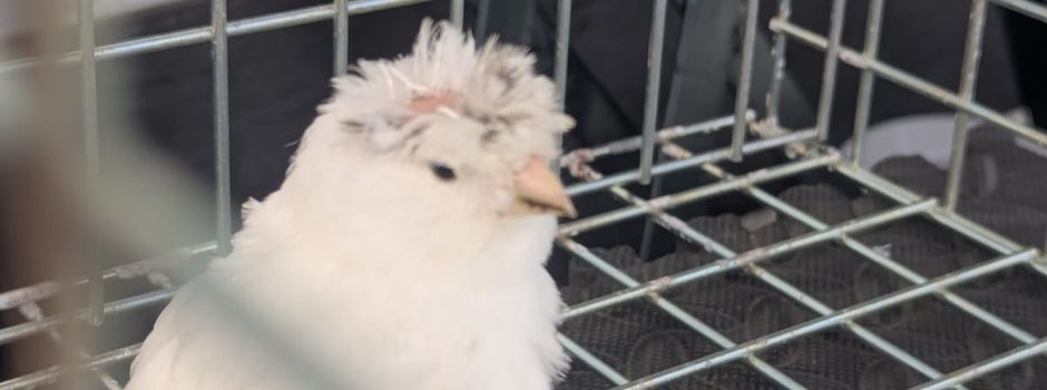 Vogel gefunden
