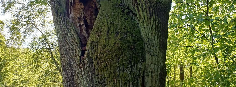 Ferienprogramm „Wunderwerk Baum“