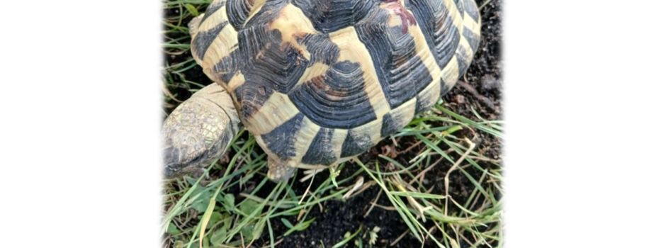 Schildkröte zugelaufen!