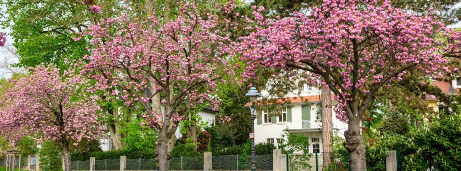 Frühling in Mainz: So schön war das Wochenende