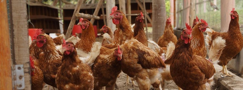 Kreisverwaltung ordnet Stallpflicht an