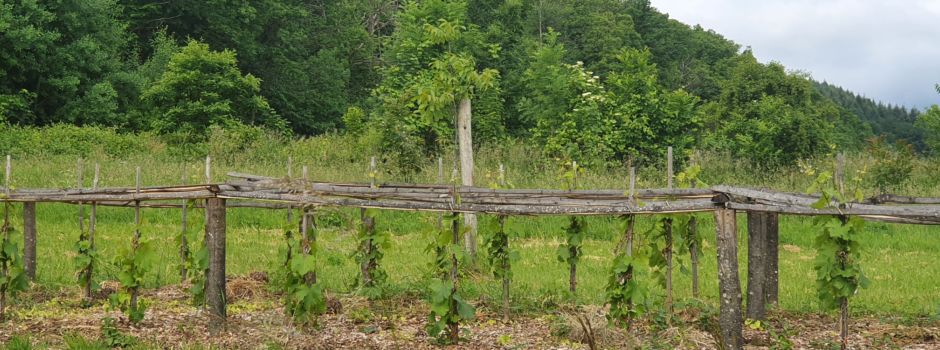 Sauvignac-Reben wachsen und gedeihen