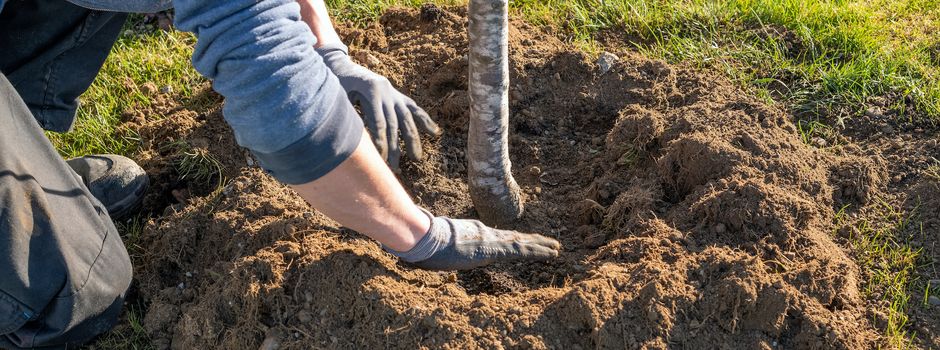 Stadt fördert Pflanzungen