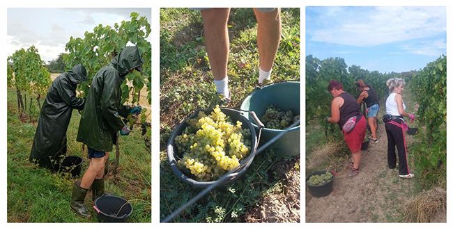 Rekordverdächtiger Frühstart: Weingut Brüder Dr. Becker meistert „Turbolese“