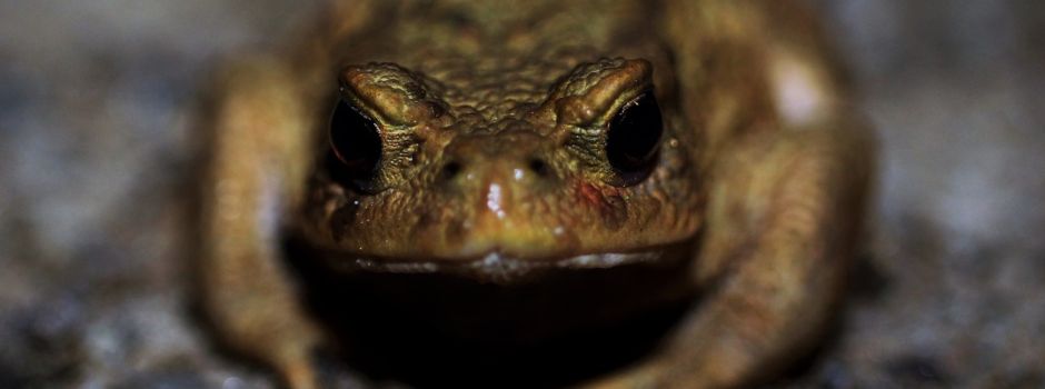 Kröten-Kontrolle auf K16: Polizei verwarnt Verkehrssünder