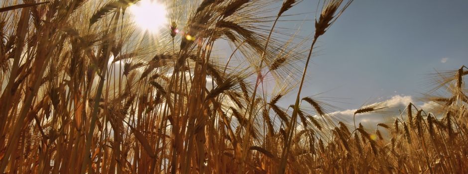 Unmut bei rheinhessischen Bauern: Was tun gegen den Klimawandel?