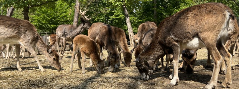 Mufflon-Nachwuchs im Mainzer Wildpark