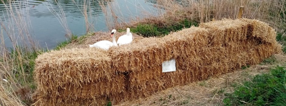 Nest zerstört: Schwan von Unbekannten an Flügeln und Bein verletzt