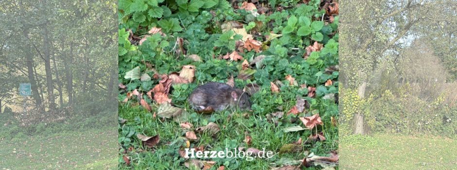 Rattenproblem in Herzebrock-Clarholz: Gemeinsam gegen unerwünschte Nager
