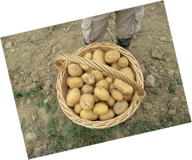 Apfel- und Kartoffelernte