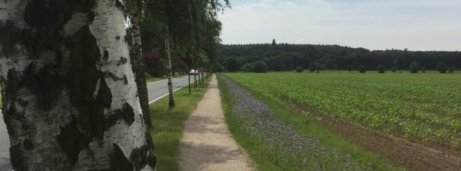 Fuß- und Radweg entlang der Pflaumenallee
