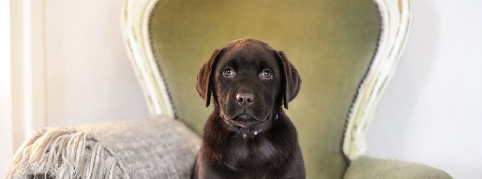 Einmal 9 Fragen an: eine Hundefriseurin