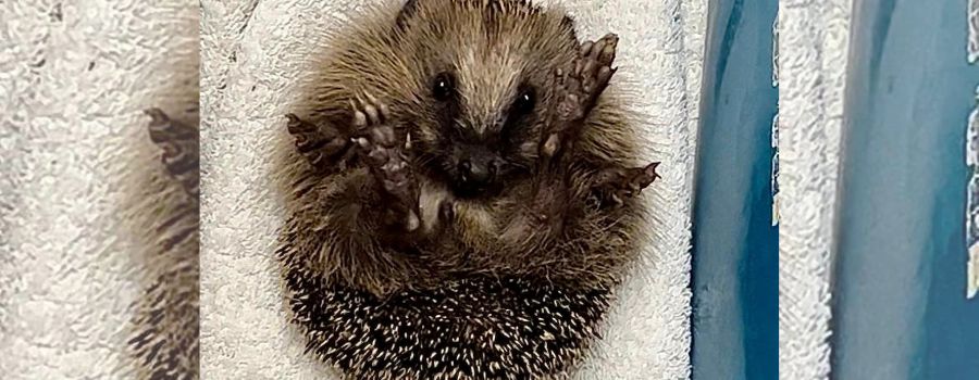 Mainzer Tierheim braucht Hilfe: Immer mehr Igel in Not