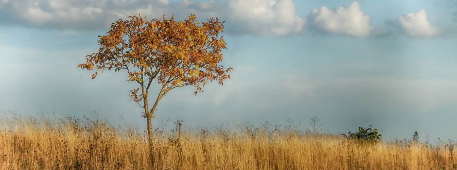 Prognose: Steigendes Risiko von Hitze und Trockenheit in Rheinhessen