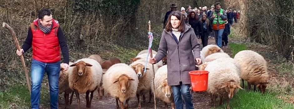 Almauftrieb 2025: 150 Erwachsene und Kinder begleiten die Schafe