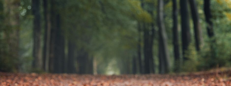 Ausbau der Wilhelmstraße / K19 