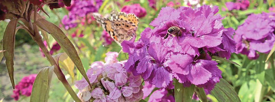 Blumenzwiebeln und Bäume gratis