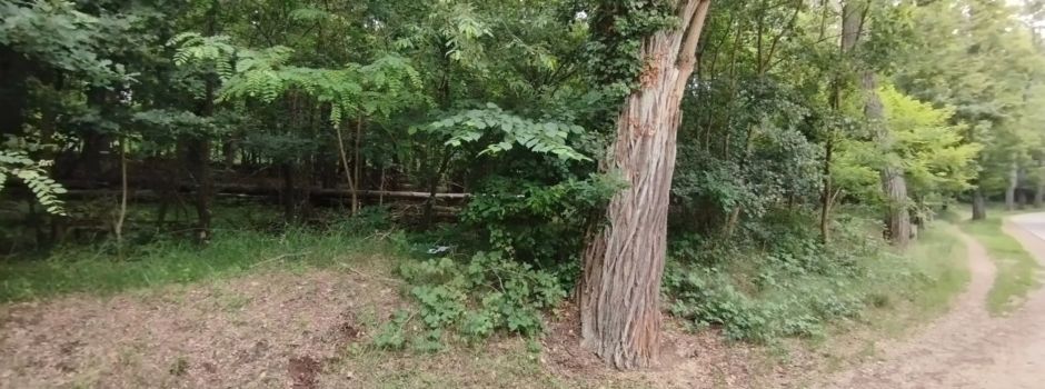 Briefträger auf Abwegen: Hier landete die Post mitten im Wald