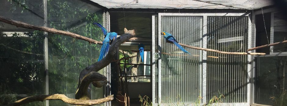 Schimmel-Gefahr: Mainzer Vogelhaus muss geschlossen werden