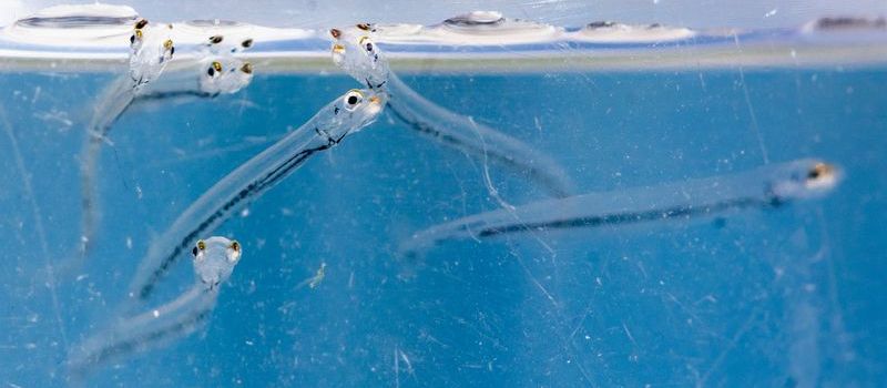 Zehntausende Maifischlarven im Rhein ausgesetzt