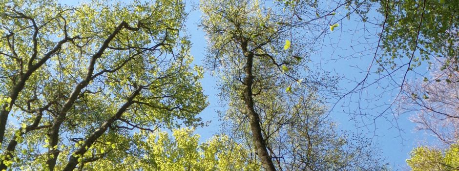 Neuer Wald soll in Worms gepflanzt werden