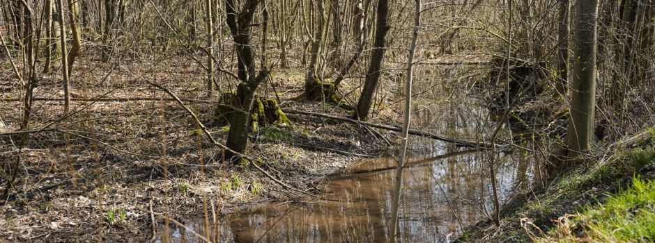 Augsburger Stadtwald digital erleben