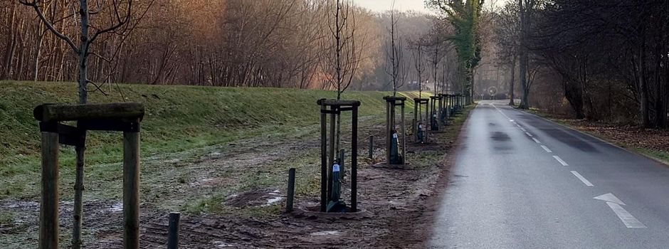 37 Bäume und diverse Sträucher