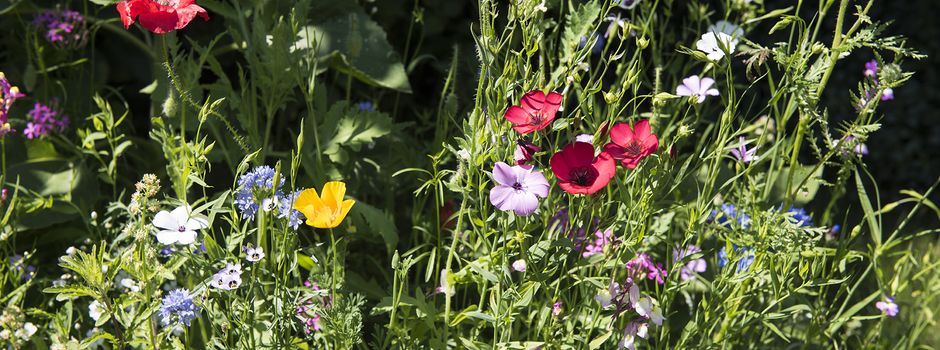 Gemeinsam großes Insektenparadies in Niederkassel schaffen: Jetzt beteiligen!