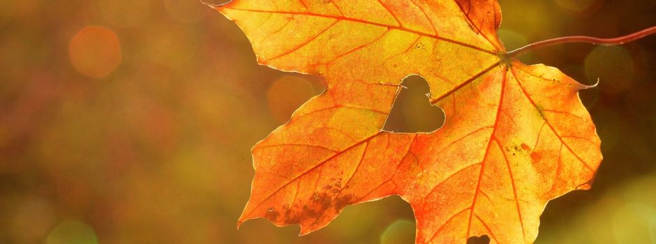 Gartenarbeit im Herbst: Was muss ich beachten?