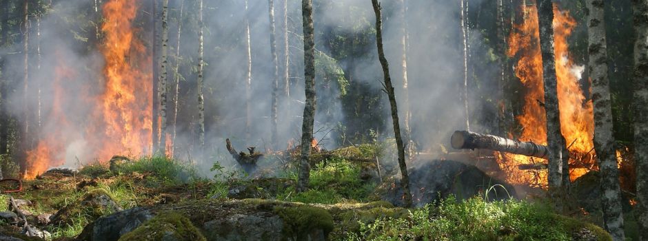 Aktuell erhöhte Waldbrandgefahr - Information der Feuerwehr