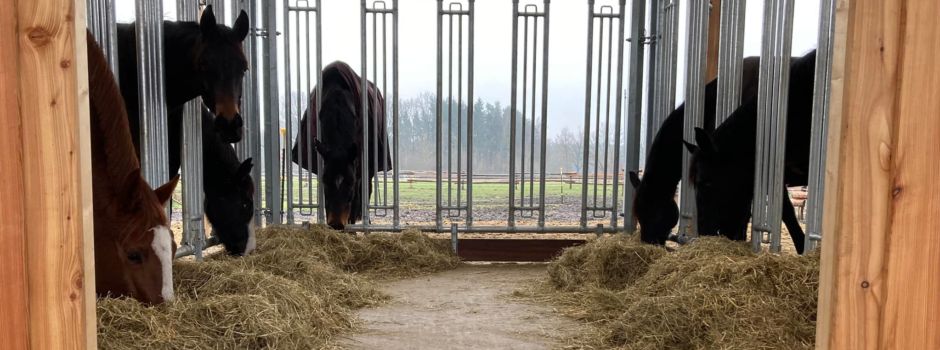Wolfsangriff auf Pferd in Hötzingen