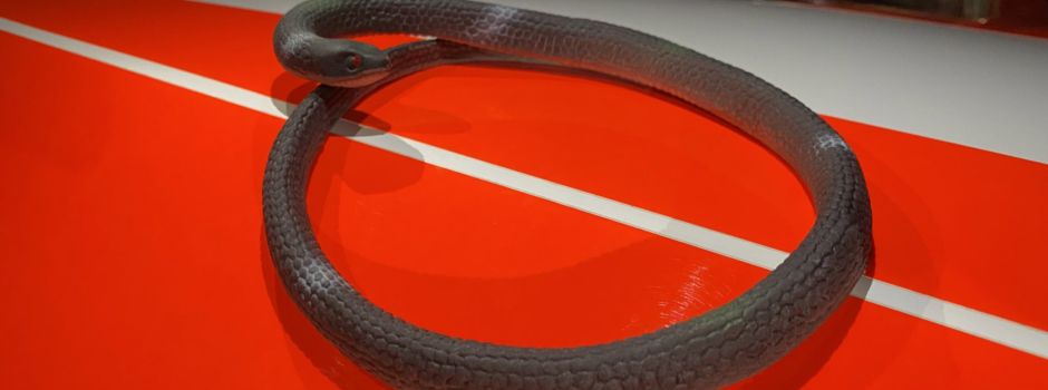 Kurioser Feuerwehreinsatz in Wiesbaden