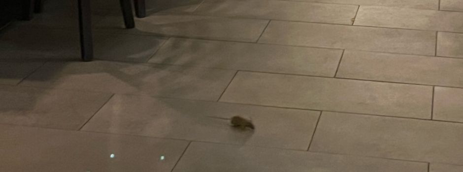 Gibt es ein Rattenproblem in Wiesbadens Innenstadt?