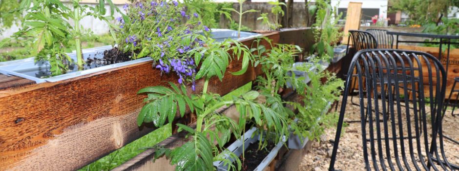 Kräuter richtig erkennen: Hier in Augsburg könnt ihr sie gratis pflücken