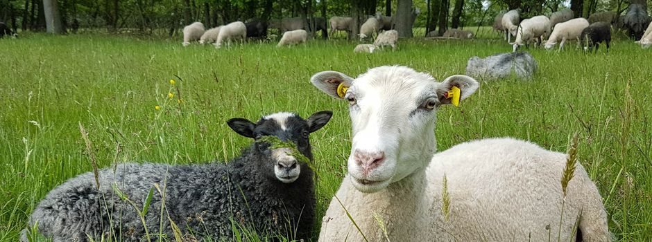 Schaf, Kindlein, Schaf – Naturerlebnistag für Familien auf dem Weidenhof