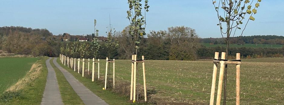 Baumpflanzung in Trollenhagen
