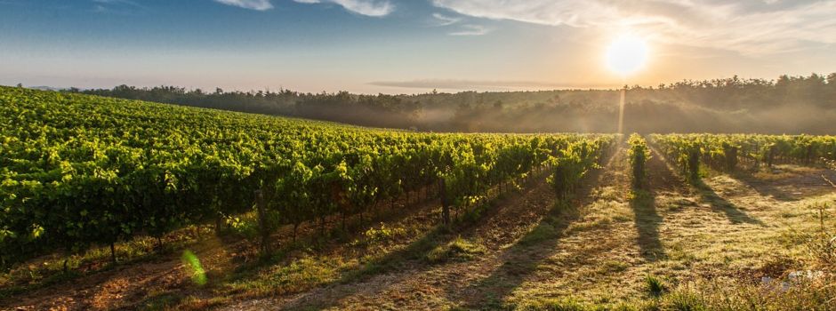 Pfeddersheimer Weinwanderung: Beliebtes Wormser Event steht an