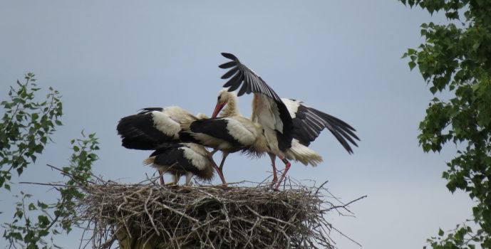 Warum sind die Mombacher Störche nicht in den Süden geflogen?
