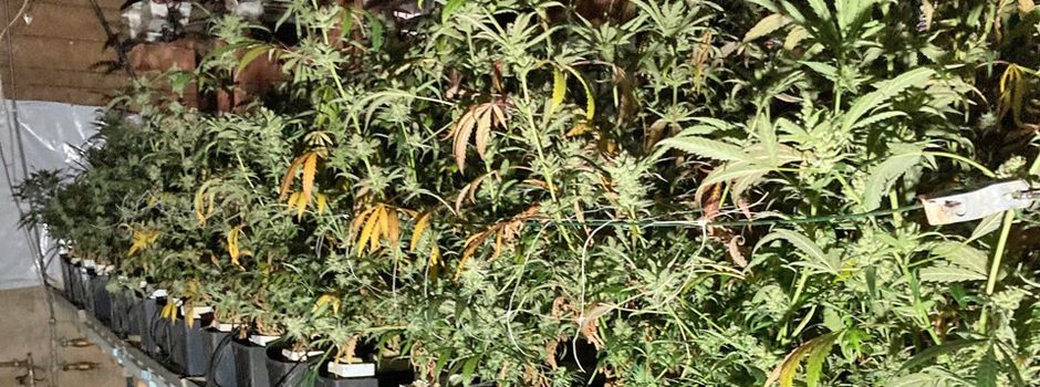 Cannabisplantage ausgehoben