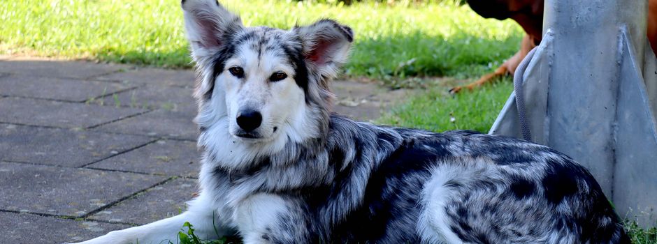 Hundesportverein: Erster großer Wettbewerb nach Corona-Zwangspause