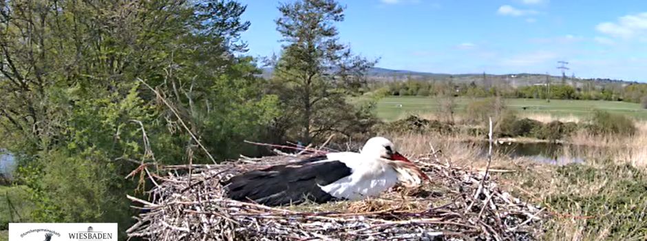 Neue Kamera filmt Storchennest in Wiesbaden-Schierstein