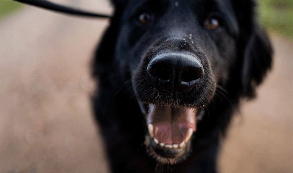 Anleinpflicht für Hunde