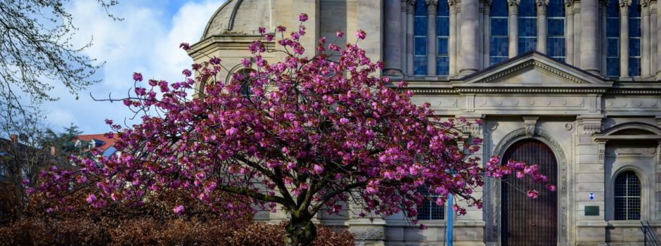 Hier blüht es in Mainz besonders schön