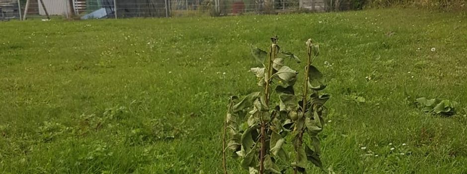 🌳🍒 Ein neuer Baum für unsere Gemeinde!